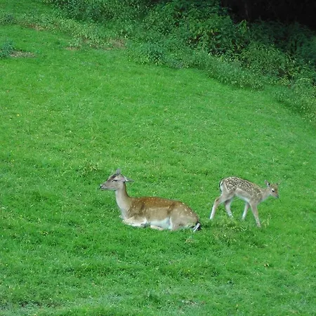Appartements Am Stein *
