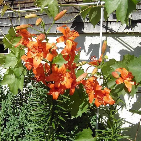 דירה Appartements Am Stein