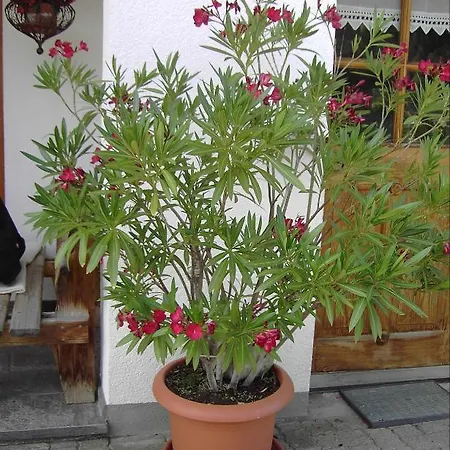 Appartements Am Stein